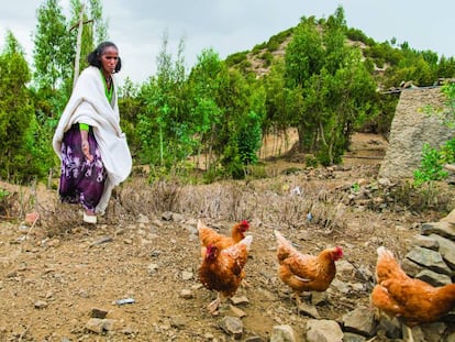 Mitselal Tekle atendía así a sus gallinas el pasado julio en su casa, en Kal Amin Kebele, en la región de Tigray (Etiopía).