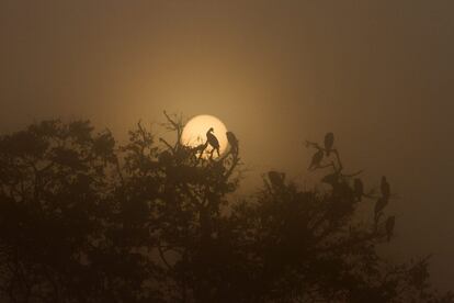 Un grupo de aves migratorias se posan en las ramas de un árbol al amanecer en el lago Taudaha, en las afueras del valle de Katmandú (Nepal).