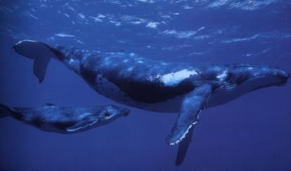 Dos ballenas jorobadas en aguas de Polinesia.