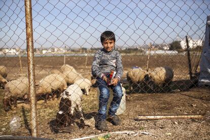 Hussein has names for all his sheep. He can also tell you which ones get sick, which ones have good lambs, and which ones always get into trouble. Five years-old, Hussein said he feels the happiest when he is looking after his family’s sheep flock. “In Syria we had many sheep and lots of fields. Here you have to be careful that the sheep don’t run away,” Hussein says. The young Syrian lives with his extended family in an informal settlement in Halba, northern Lebanon that houses forty families from the Idlib, Syria region. Every morning, at sunrise, before taking himself to school, Hussein checks the family’s sheep. After school he is straight back to the sheep to make sure they are ok. As traditional shepherds, Hussein’s family has relied on the income made from selling sheep milk, meat and wool for generations. Although their flock is significantly smaller in Lebanon, the boy and his father say it has helped them re-gain a sense of normality and feeling that they can look after themselves since the were forced to flee Syria three years ago. #WithSyria #Notnumbers.People Photographer: Eduardo Soteras Jalil