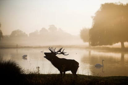 Un ciervo rojo berrea entre la niebla de la mañana en el parque londinense de Bushy Park, el 10 de octubre de 2018.