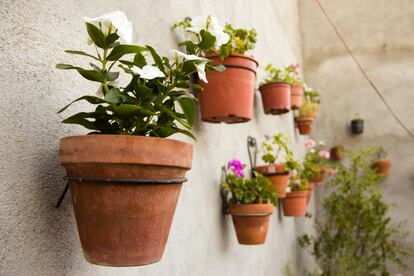 Las especies colgantes consiguen el efecto de bajar la temperatura en el sustrato y en las raíces.