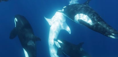 El tiburón ballena es llevado a la superficie y una orca muerde cerca de la zona pélvica.