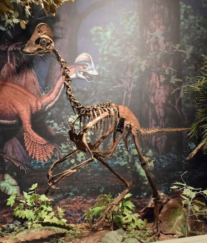 Este dinossauro é conhecido informalmente como “frango do inferno”, embora medisse um metro e meio de altura e pesasse cerca de 300 quilos. Seus restos fósseis, encontrados nos Estados norte-americanos de Dakota do Norte e do Sul, sugerem um misto de características de ave e de dinossauro. Batizada de 'Anzu wyliei', a espécie tinha penas, ossos ocos e um focinho semelhante a um bico de papagaio. Viveu há cerca de 66 milhões de anos, na mesma época que os tiranossauros e os triceratopes.