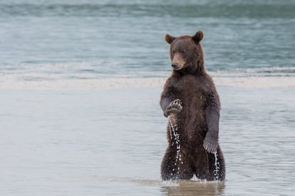 Não se preocupe. O fotógrafo Budkov Denis fez esta foto de um urso na península russa de Kamchatka.