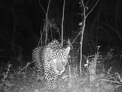 El yaguareté Qaramtá capturado por una cámara trampa en su estado silvestre.