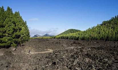 El camino de esta ruta muestra, entre pinos y por suelo de negro picón, las recientes coladas de lava. Este volcán está situado dentro de la Reserva Natural Especial El Chinyero y con una bonita y cercana panorámica de El Teide y Pico Viejo.