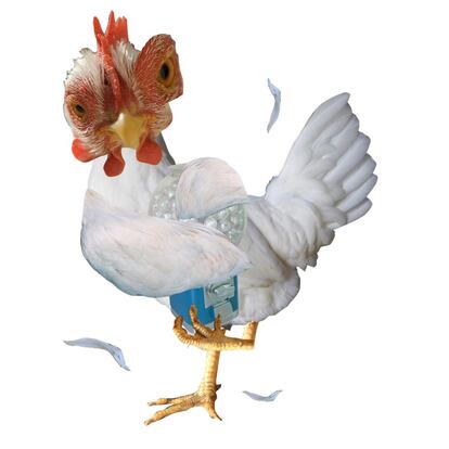 La gallina es "asustadiza y protectora" en su comportamiento en las redes.