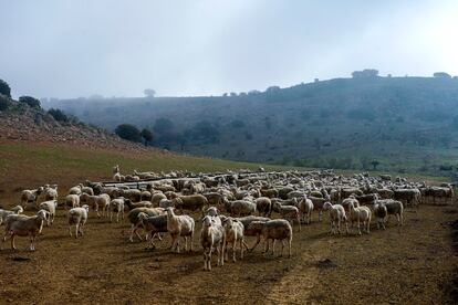 Los quesos Cabesota, hasta una docena diferentes, se elaboran con leche procedente de este rebaño de ovejas. En cada ordeño se obtienen 2,5 litros por animal.