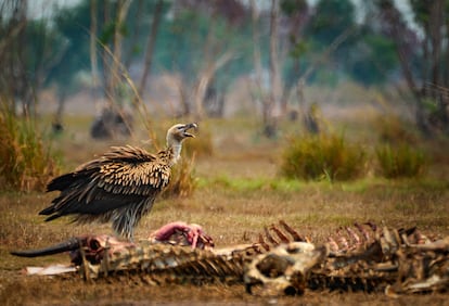 The ongoing disappearance of scavengers is beginning to cause environmental and public health problems due to the lack of animals to remove carrion.