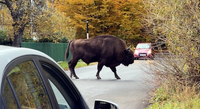 Safari bisontes Polonia