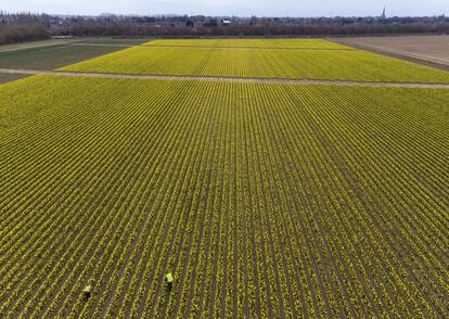 Trabajadores recolectan narcisos de un campo en Taylors Bulbs, cerca de Holbeach, en Lincolnshire, donde la cuarta generación de una empresa familiar planta más de 35 millones de bulbos y cosecha alrededor de 2,5 millones de narcisos cortados cada año. En un "año normal" unos 150 recolectores recogerían los narcisos, pero este año solo tienen 30, ya que el Brexit ha contribuido a la escasez de recolectores de flores en el Reino Unido.