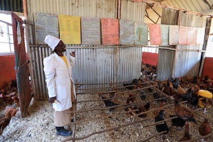 Beatrice Maina atiende a los pollos que está criando en una de las aulas que ha convertido en gallineros en Mwea. Tras el anuncio de julio, el ministro de Educación sugirió el pasado fin de semana que los colegios quizás podrían abrir en noviembre para que los alumnos de últimos cursos de primaria y secundaria puedan prepararse los exámenes. La vuelta no será fácil. "No se van a construir aulas de la noche a la mañana, no se ha hecho desde marzo y no va a suceder en los próximos tres o cuatro años", critica Ramani. "Recemos para que el virus se vaya porque la distancia social es un milagro que no va a pasar".