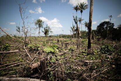 Un área deforestada cerca de El Capricho, en el departamento de Guaviare (Colombia).