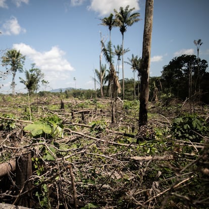 La Fiscalía lleva a juicio a 12 menonitas mexicanos por deforestación en el Meta