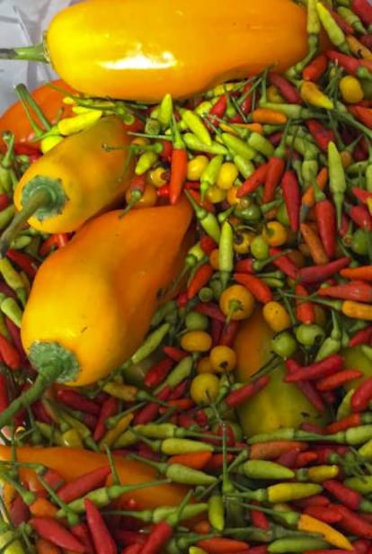 Variedades de ajíes; entre ellas, el ají pucunucho, de color rojo, una de las más picantes.