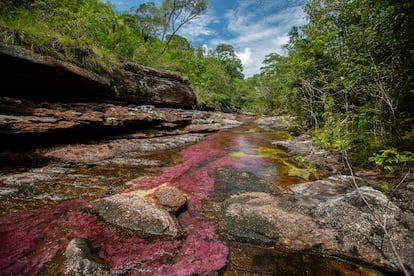 El río de los Cinco Colores en la  provincia colombiana de Meta. La lidereza social Luz Marina Arteaga dedicó su vida a defender  la naturaleza y los derechos de las comunidades campesinas e indígenas que habitan en esta región.