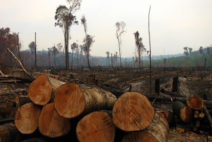 Tala masiva de &aacute;rboles en el Amazonas. 