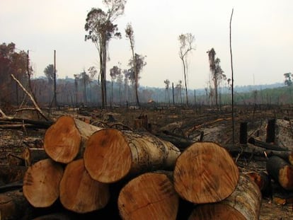 Tala masiva de &aacute;rboles en el Amazonas. 