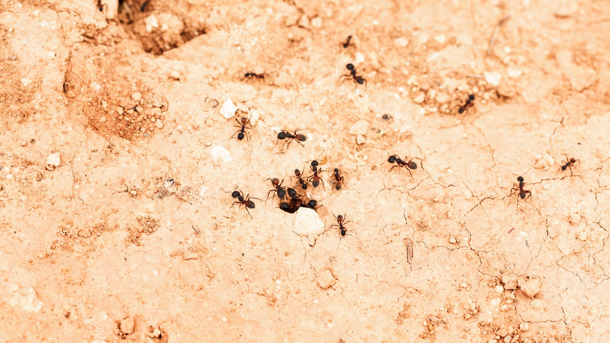 Adiós a las colonias de hormigas y otros insectos del jardín sin esfuerzo con este producto libre de residuos y barato