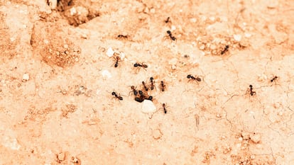 Artículo de EL PAÍS Escaparate que describe las ventajas de usar la tierra de diatomeas como insecticida natural.