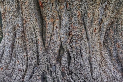 Detalle de la corteza de uno de los frondosos árboles del país.