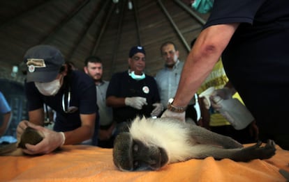 Miembros de la ONG 'Four Paws' (Cuatro Patas) comprueban el estado de un mono sedado que ha sido evacuado del zoo de Khan Yunis (Franja de Gaza).