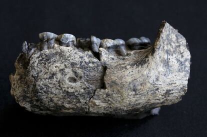 Cara exterior de la mandíbula. Este y otros fósiles se guardan en cajas fuertes.