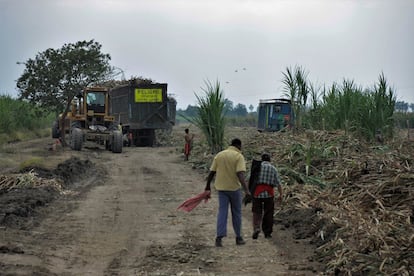 Los corteros -trabajadores de los cañaverales- tienen unas condiciones de trabajo muy precarias. Las plantaciones alcanzan temperaturas de 635 grados centígrados durante las quemas, y ellos se adentran a cortar la caña cuando el cultivo aún está caliente. Además, mientras trabajan respiran el glifosato que se le aplica a la caña para que madure.
