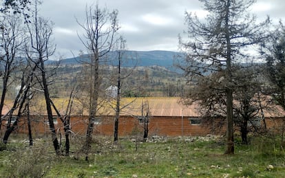 Exterior de la explotación porcina en Burgos, con 2.200 cerdos, denunciada por maltrato animal.