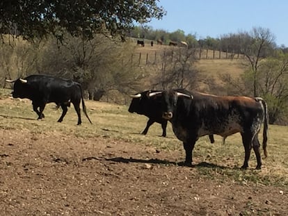 Toros de la ganadera de Montealto, en la provincia de Madrid.