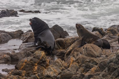 Reserva Nacional de Paracas