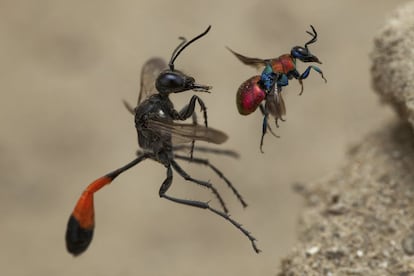 'Una historia de dos avispas' es el título de esta difícil composición, que muestra a una especie de avispa excavadora ('Ammophila sabulosa') y a una avispa cuco ('Chrysididae') en la misma captura. Las hembras de las segundas suelen parasitar los nidos de avispas excavadoras. Primer premio en la categoría de "Comportamiento de invertebrados".