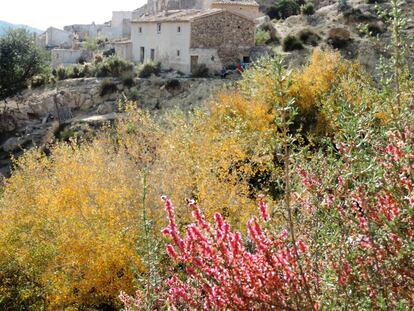 Despite the difficult conditions, several hardy plant species still manage to thrive here. There are few which are endemic to this area, including Helianthemum alypoides, known popularly in Spanish as jarilla de Sorbas, and Teucrium turredanum, or romerillo de Turre.