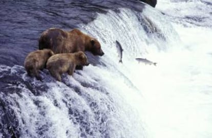 Osos pardos pescando salmón en el río McNeil, en Alaska.