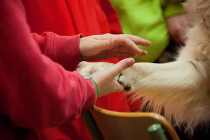 Un perro enseña la importancia de la empatía y el cariño a un alumno.