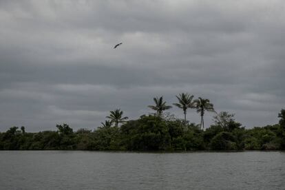 Visa del sitio acordonado donde se ubican las excavaciones de fosas clandestinas desde la laguna de Alvarado.