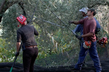 Tres trabajadores varean un olivar en Jaén.