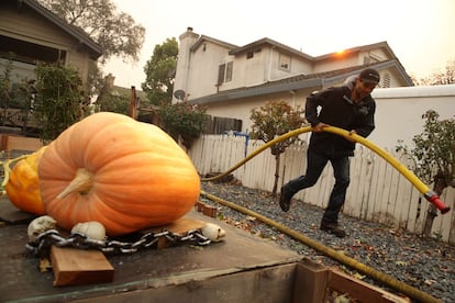 O clima do Halloween não foi devidamente aproveitado por muitos dos moradores da região local durante os incêndios.