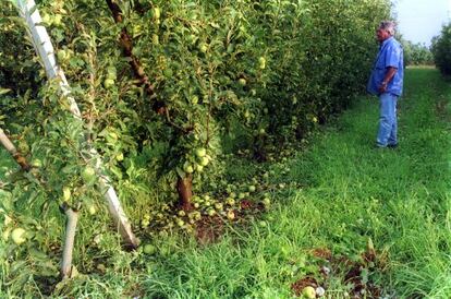 Finca de frutales en Lleida tras los daños ocasionados por el granizo.