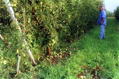 Finca de frutales en Lleida tras los da&ntilde;os ocasionados por el granizo.