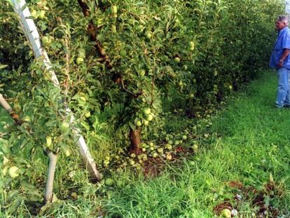 Finca de frutales en Lleida tras los da&ntilde;os ocasionados por el granizo.