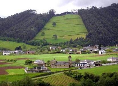 La celulosa de eucalipto y la explotación forestal (en la imagen, un bosque gallego de este tipo de árboles) son objetivos prioritarios de Ence.