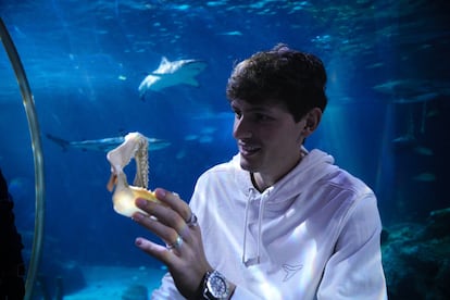 Maximilian Baum, autor del estudio, con la mandíbula de un tiburón de arrecife de un negros.