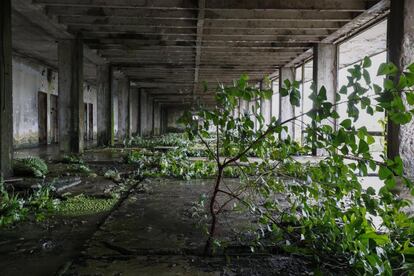 La vegetación crece en la planta tercera del antiguo Hotel Ducor en Monrovia, Liberia, el 1 de octubre de 2017. El hotel Ducor fue en su día el más prominente de África. Construido en el punto más elevado de Monrovia por el israelí Moshe Mayer en 1960, cerró sus puertas 29 años después tras haber sido el primer establecimiento hotelero de 5 estrellas en el continente. Frecuentado por políticos, diplomáticos y empresarios de toda África y extranjero, fue un ejemplo de los años prósperos que vivió en aquella época la África occidental. Sus instalaciones acogieron numerosas reuniones entre líderes africanos y numerosas anécdotas envuelven su historia, como una del dictador ugandés Idi Amin, de quien se dice que se zambulló en su piscina con pistola incluida. El Ducor fue usado tamibén como posicionamiento de tiro por los compatientes del ex presidente liberiano Charles Taylor durante el sitio de Monrovia por las fuerzas rebeldes en 2003. Desde entonces, una espesa vegetación rodea cada uno de los rincones de este edificio desértico de estilo art déco.