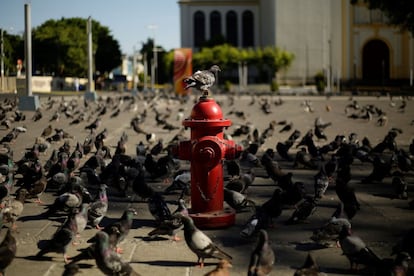 Una multitud de palomas en la plaza Gerardo Barrios en San Salvador (El Salvador), el 22 de marzo.