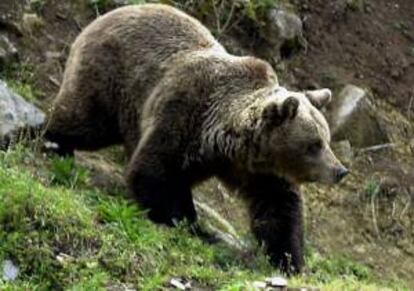 Imagen de un oso pardo tomada en Proaza (Asturias). El sindicato Unións Agrarias (UU.AA) asegura que cualquier reintroducción del oso tiene que venir acompañada de garantías para la seguridad de las personas y de las explotaciones. EFE/Archivo