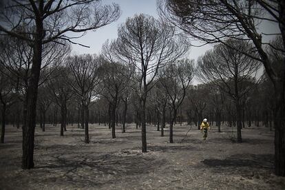 'Desolación', fotografía que muestra a un bombero caminando por Doñana en junio de 2017 tras el incendio que arrasó más de 8.400 hectáreas de este Parque Natural, por la que el fotoperiodista Paco Puentes ha recibido el Premio Andalucía de Periodismo, este miércoles.
