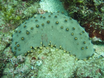 Ejemplar de Isostichopus fuscus, uno de los pepinos encontrados en la ofrenda.