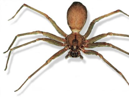 Un ejemplar de la araña 'Loxosceles rufescens', conocida como araña reclusa mediterránea o araña violinista.